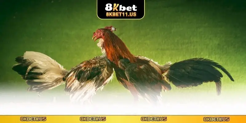 Bí kíp cá cược đá gà hiệu quả cho hội viên