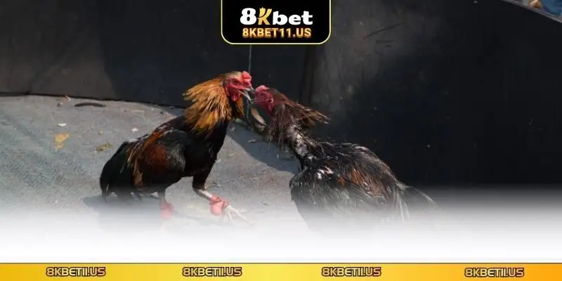 Đôi điều về đá gà cựa bò