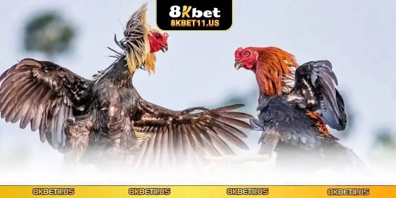 Khái quát về đá gà cựa chém