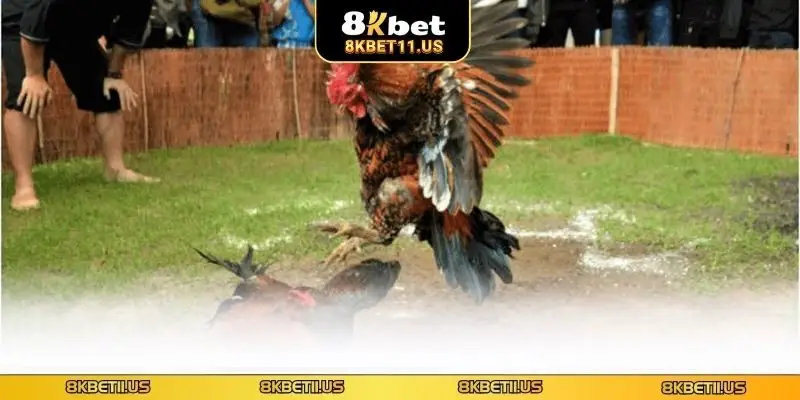 Kinh nghiệm cá cược được cao thủ bật mí