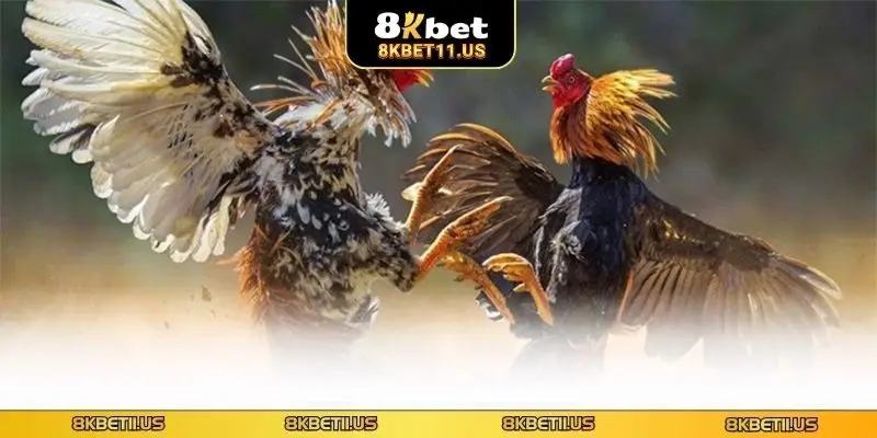 Loại hình đá gà C1 trực tiếp cuốn hút người chơi