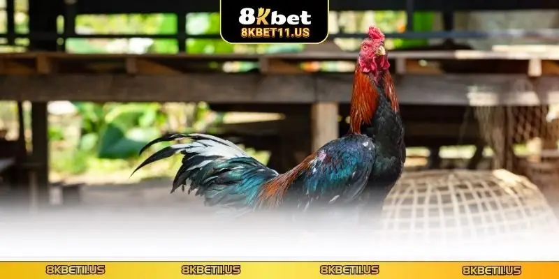 Nắm rõ từng cửa khi đặt cược