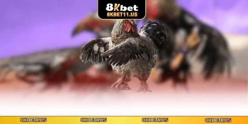 Đá gà trực tiếp Thomo 8KBET - Sân Chơi Cá Cược Đẳng Cấp Quan sát lỗi đánh và nhịp trận đấu