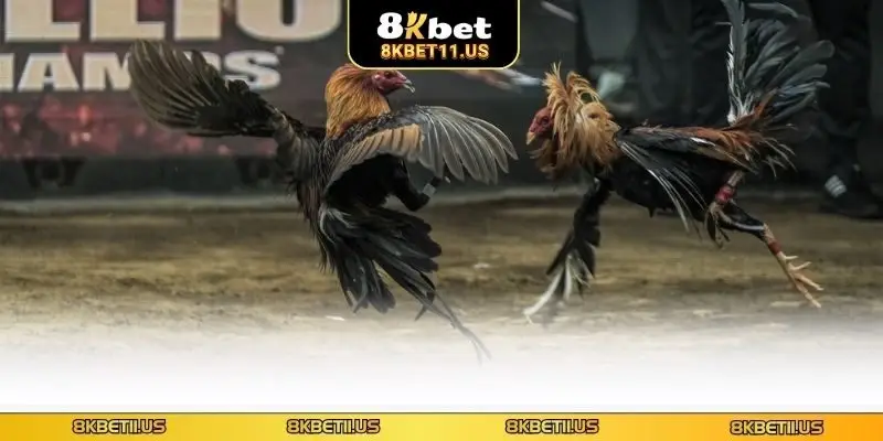 Tìm hiểu chung về đá gà trực tiếp C1