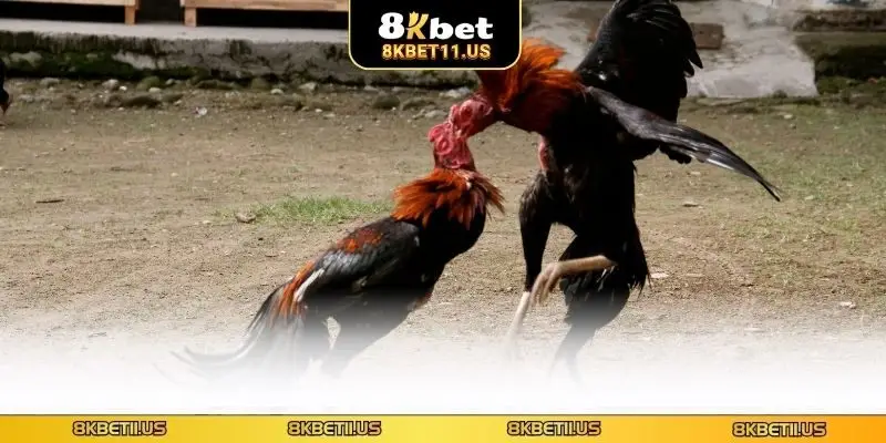 Tìm hiểu đá gà trực tiếp casino là gì