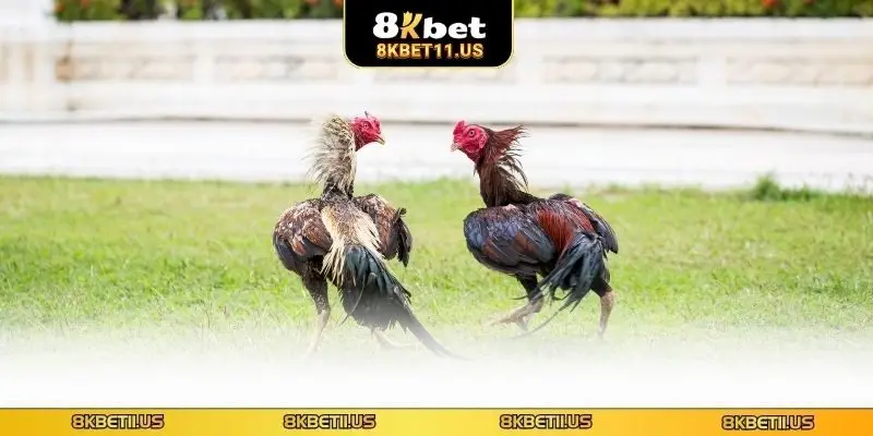 Ưu điểm khi xem đá gà trực tiếp tại nhà cái