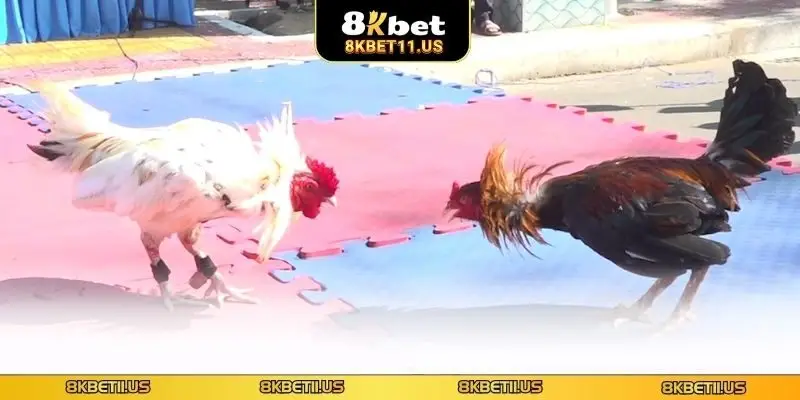 Xác định thắng thua dễ dàng khi cược đá gà